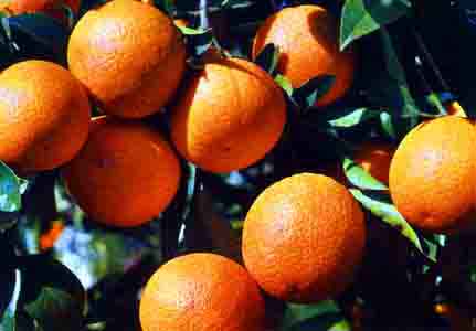 El trabajo y la presión de los últimos años logra que la Unión Europea apruebe un tratamiento de frío para las naranjas importadas de terceros países