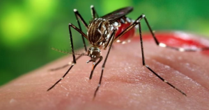 Salud Pública informa del primer caso de infección por Chikungunya registrado en Vila-real por importación