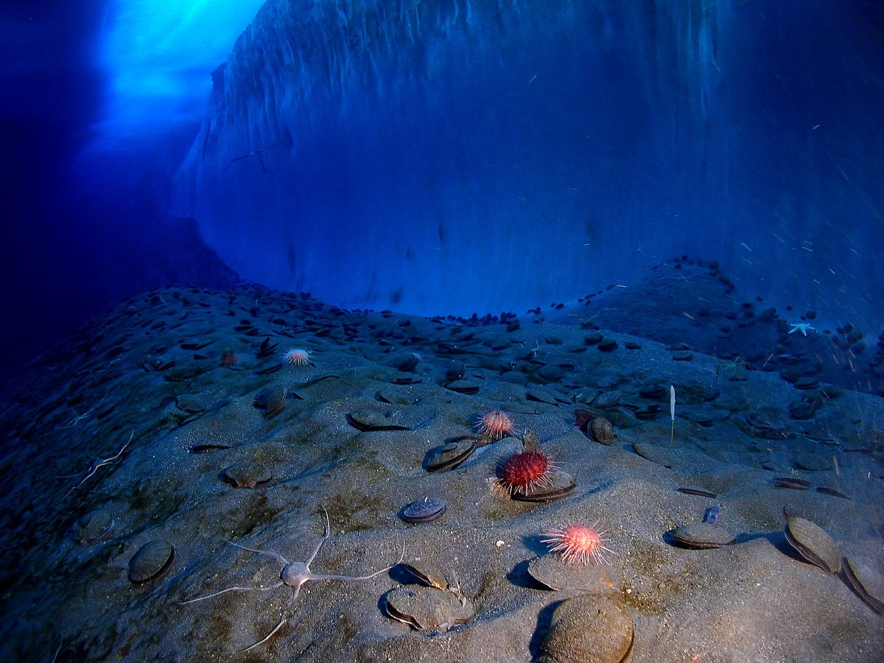 El Simposio de Naturaleza y Fotografía centra en el mar su 16ª edición.