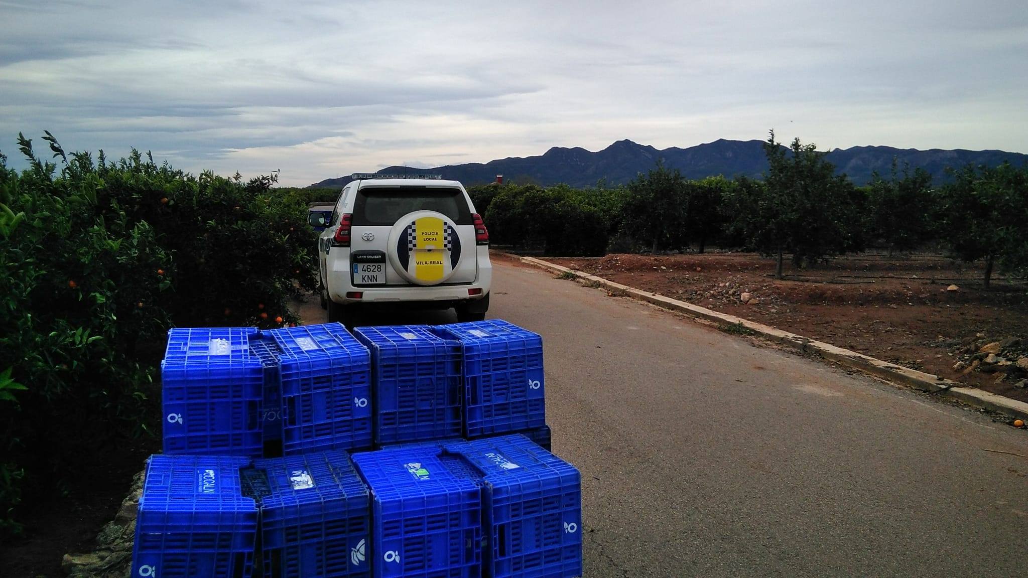Controles en el campo para evitar el hurto de naranjas