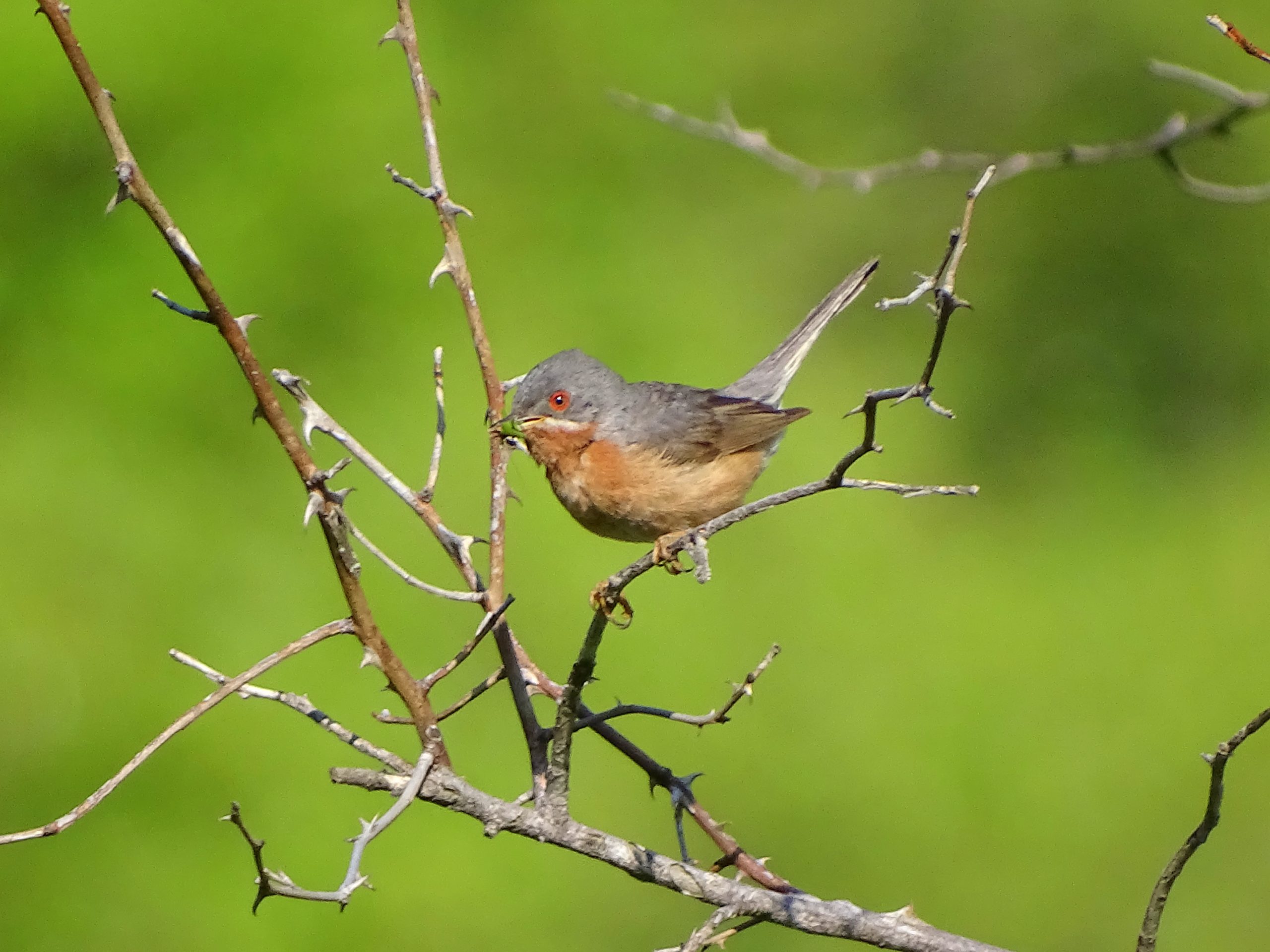El Grup Au d’Ornitologia detecta 115 especies de aves en las comarcas del sudoeste de la provincia de Castellón