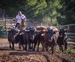 Entrevista al ganadero de Borriol, Daniel Ramos