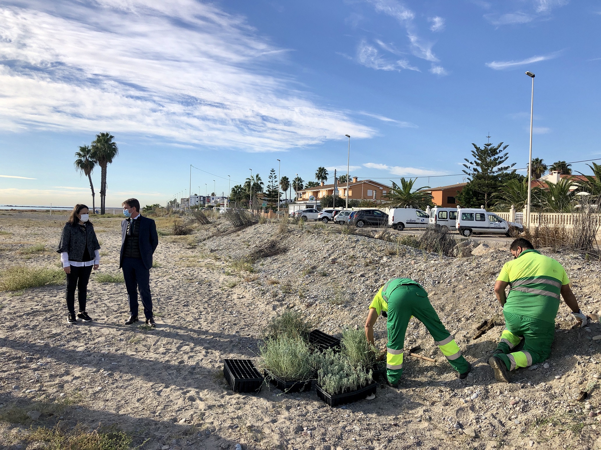 Iberdrola protege las dunas de Almassora con más de 2.000 plantas autóctonas