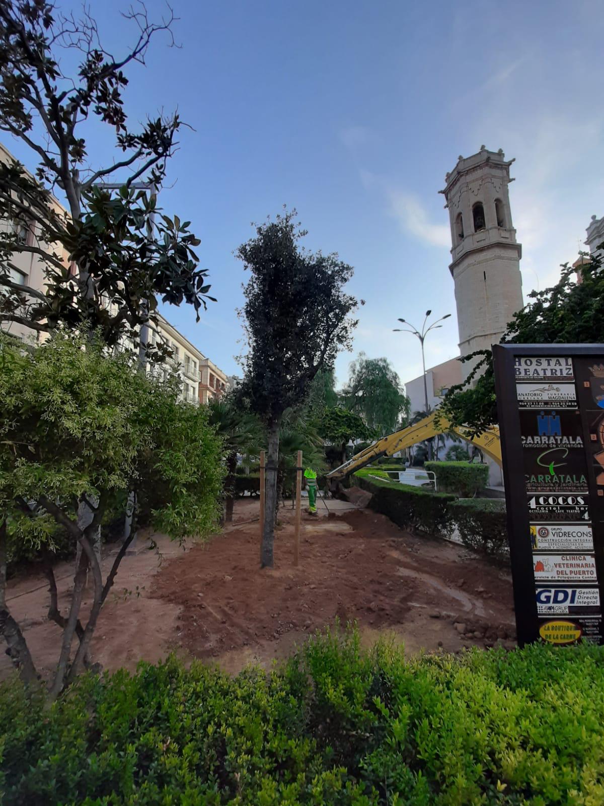 Burriana finaliza la plantación de una carrasca en el jardín del Pla