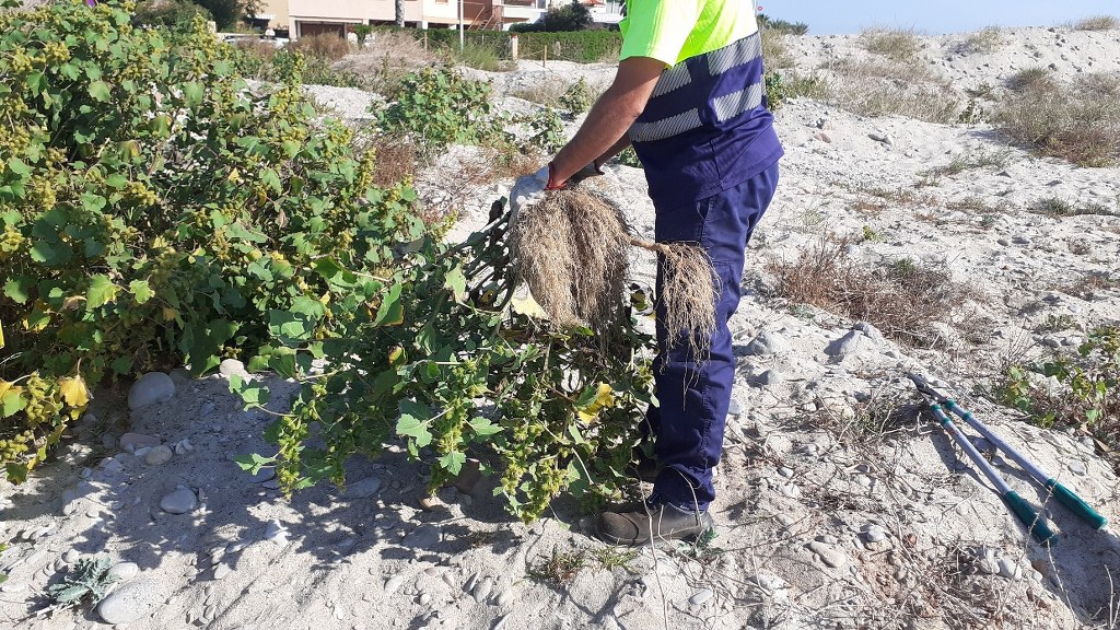 El Consorcio gestor del Paisaje Protegido de la Desembocadura del río Mijares elimina las bardanas menores de la zona norte de la playa de les Goles