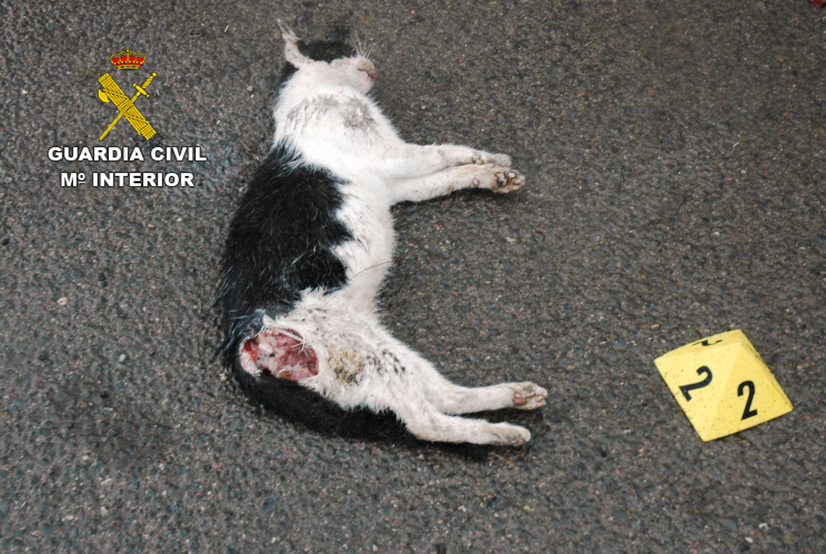 La Guardia Civil investiga a una persona por el envenenamiento de dos gatos comunes en Castellón