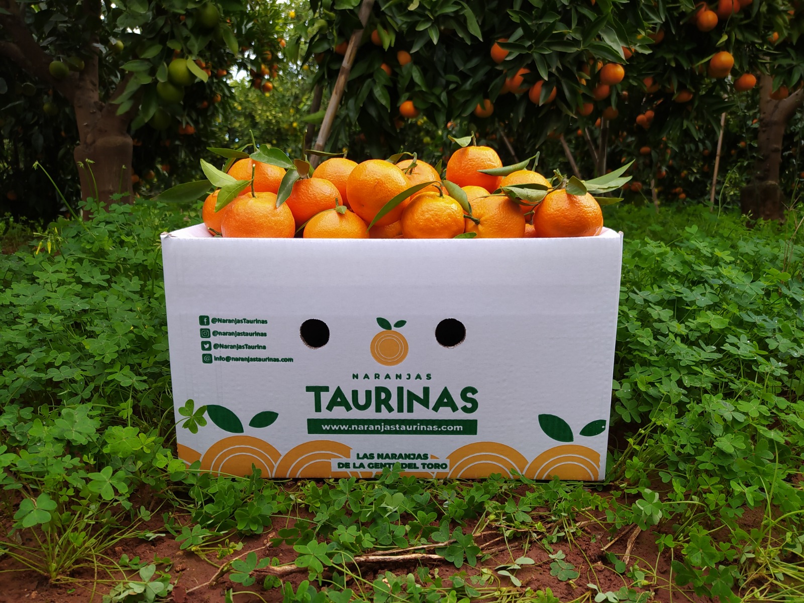¿Qué son las naranjas taurinas? Nos lo cuenta José Silvestre