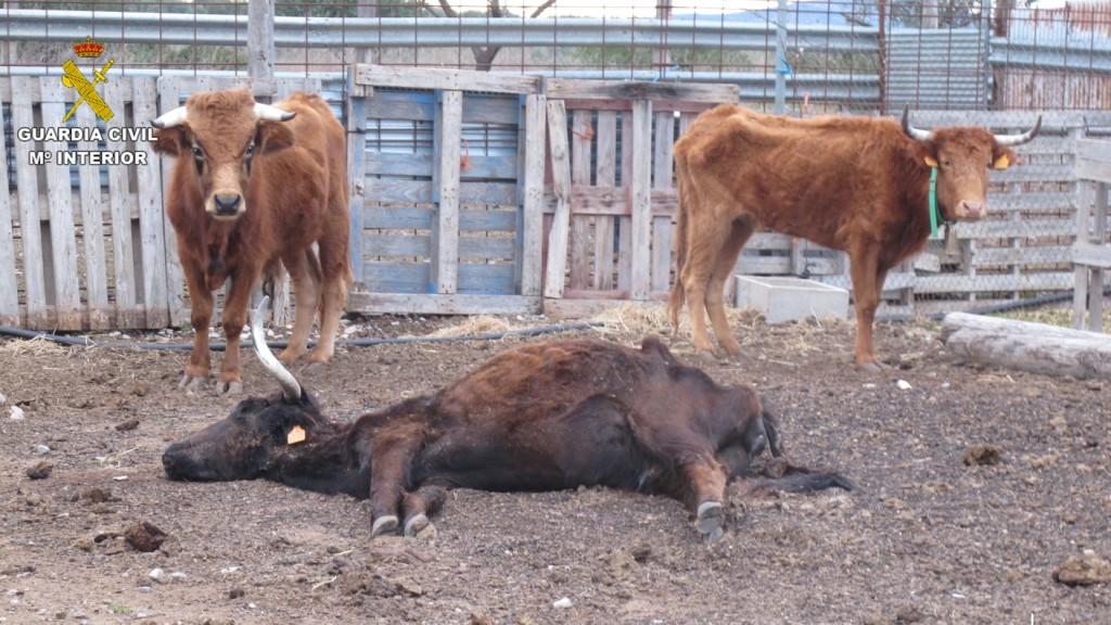 La Guardia Civil investiga a una persona por un delito de maltrato animal en Cervera del Maestre