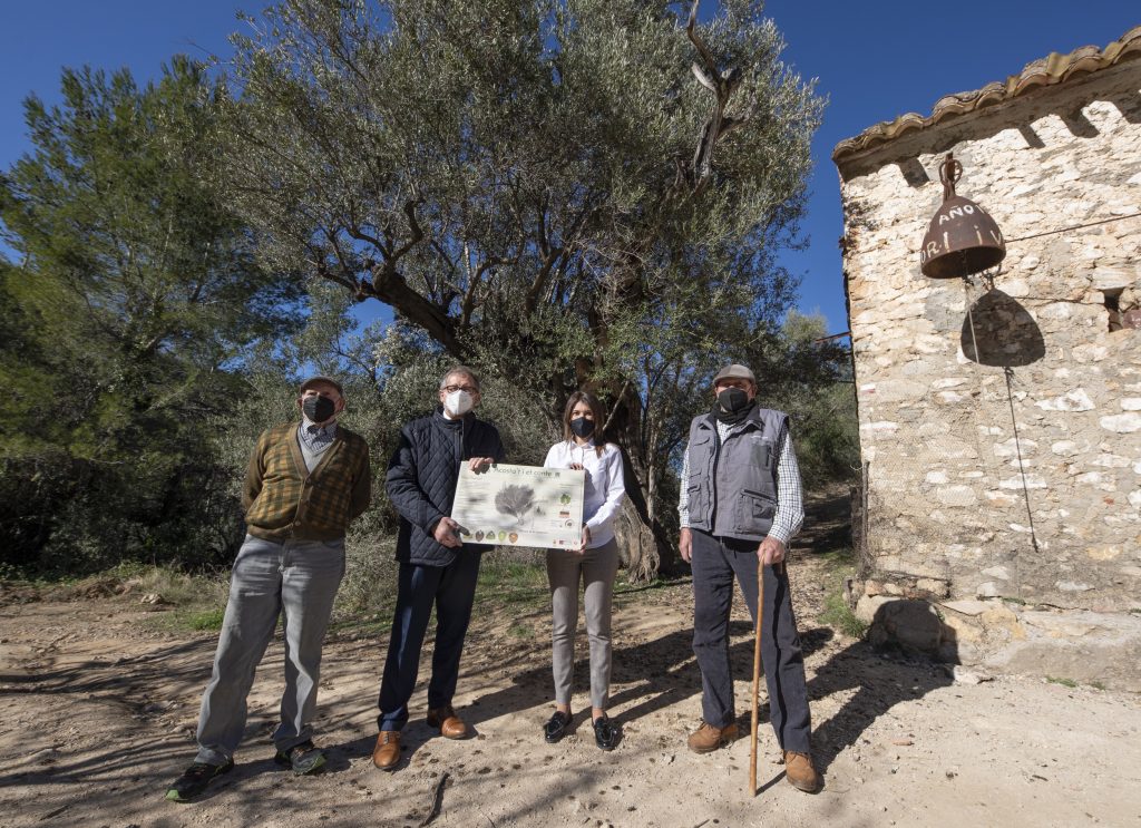 La Diputación de Castellón celebra el Día del Árbol en Suera con la puesta en valor de ‘el olivo de la Campana’