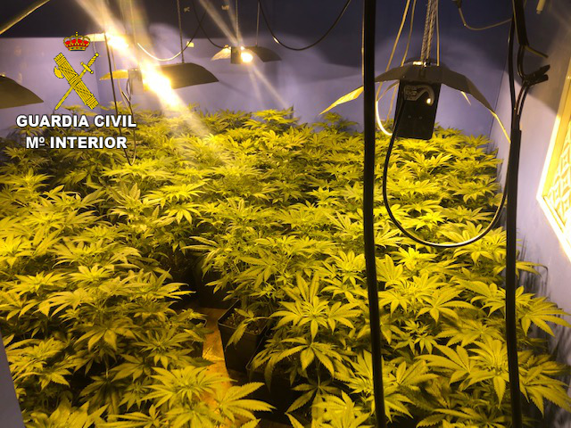 La Guardia Civil ha aprehendido más de 150 plantas de marihuana y ha detenido a las dos personas encargadas de su cultivo “indoor” en Onda