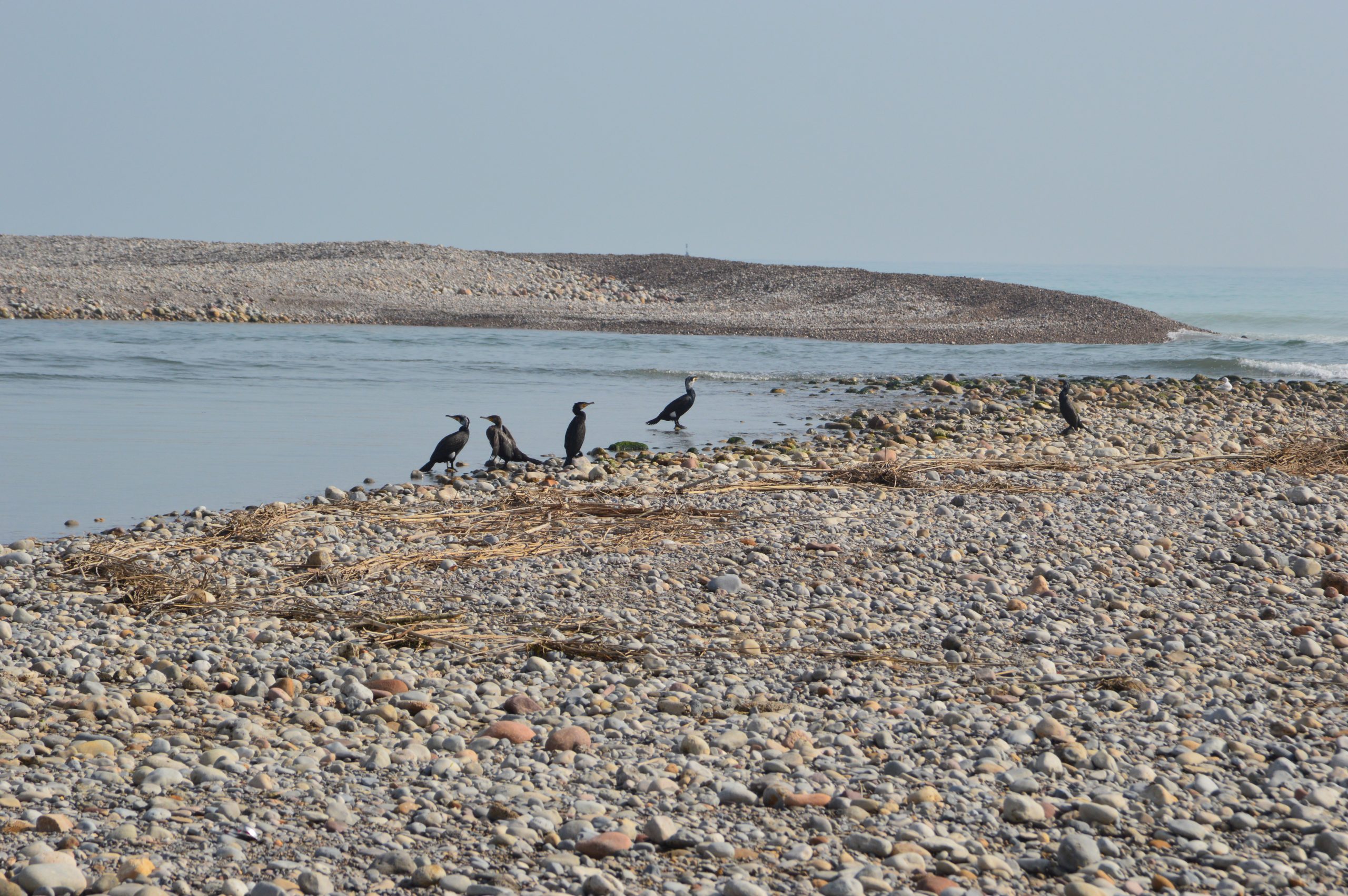 El Mijares forma una preciosa laguna costera entre la Gola Sur y el Mediterráneo