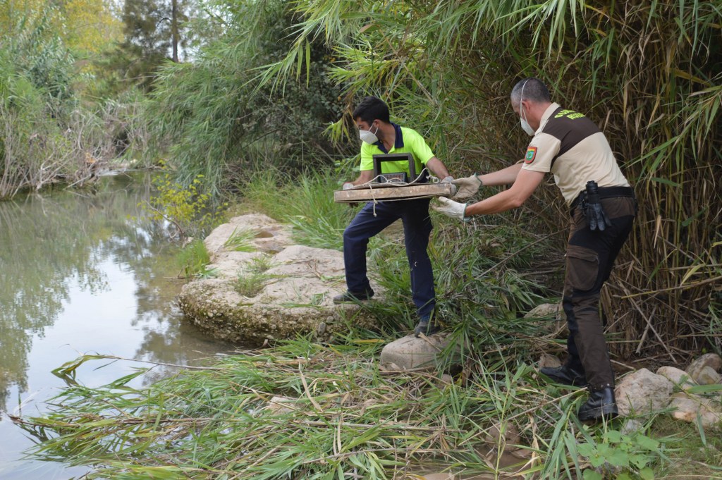 El Consorcio gestor del Paisaje Protegido de la Desembocadura del río Mijares suspende la campaña de control de visones americanos