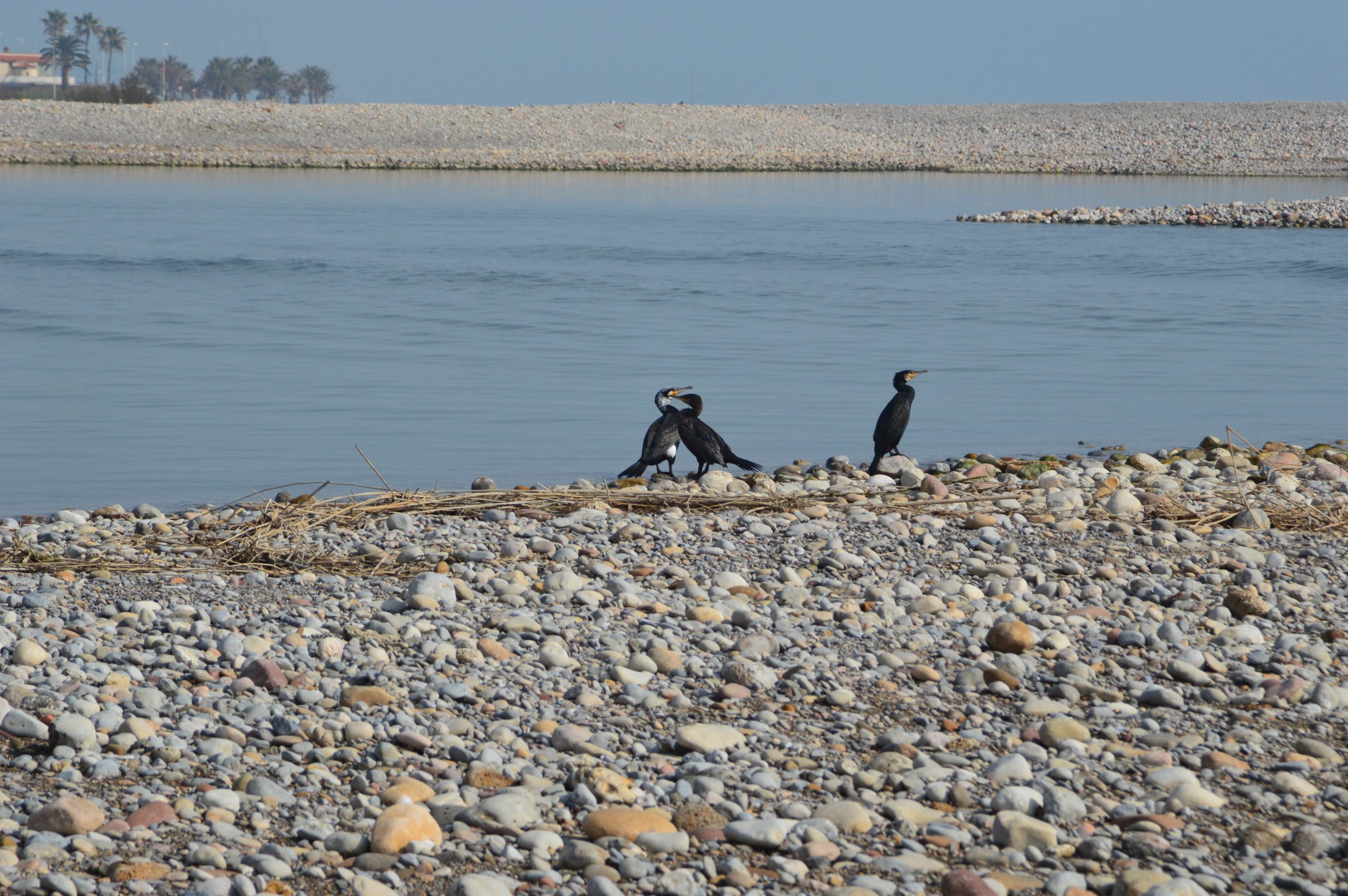 El Paisaje Protegido de la Desembocadura del río Mijares acoge a cientos de aves durante la migración prenupcial