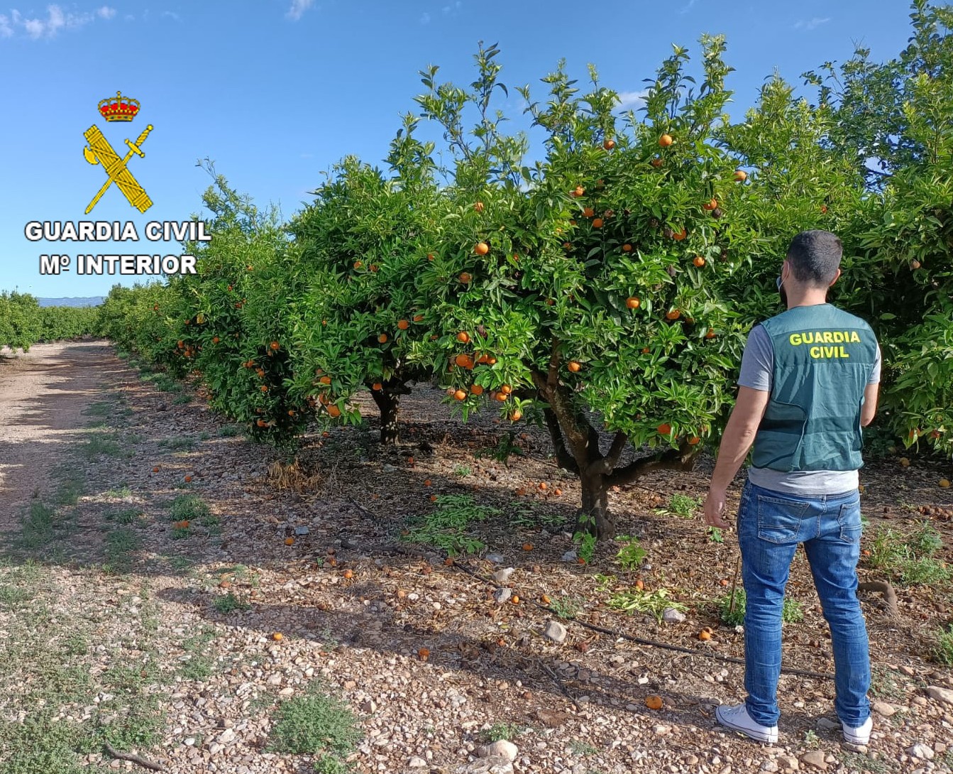 La Guardia Civil detiene a dos personas e investiga otra por la sustracción de 35.000 kg de naranjas en las localidades de Vinaròs, Sant Jordi y Traiguera
