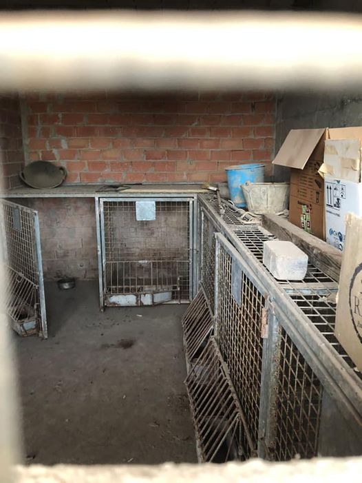 El PP de Torreblanca reclama un trato digno para animales perdidos y sacrificio cero