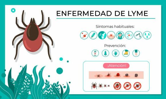 Compromís pide al Gobierno más medidas por la creciente enfermedad de Lyme causada por las garrapatas