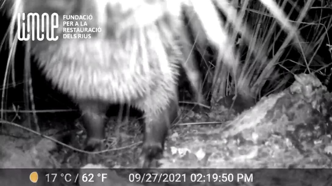 Captan por primera vez en vídeo a una nutria en el Clot en Burriana