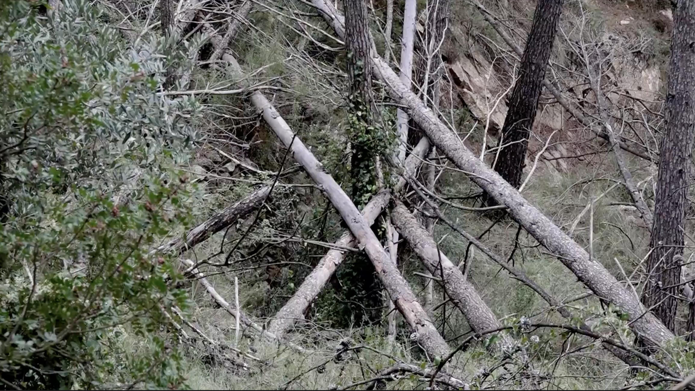 Gimeno (PSPV-PSOE) insta retirar los pinos caídos en Arañuel para prevenir incendios y recuperar la circulación a los caminos