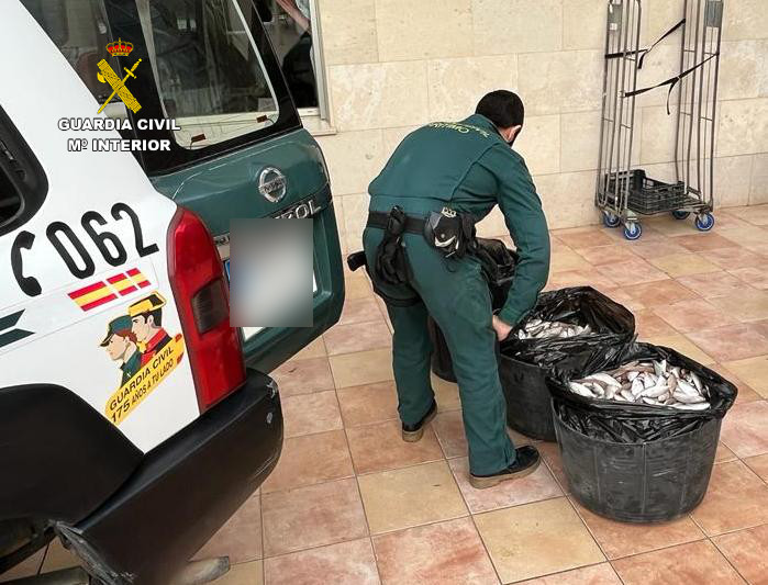La Guardia Civil ha aprehendido 213,25 kg de aligote de talla antirreglamentaria en las localidades de Vinaròs y Benicarló