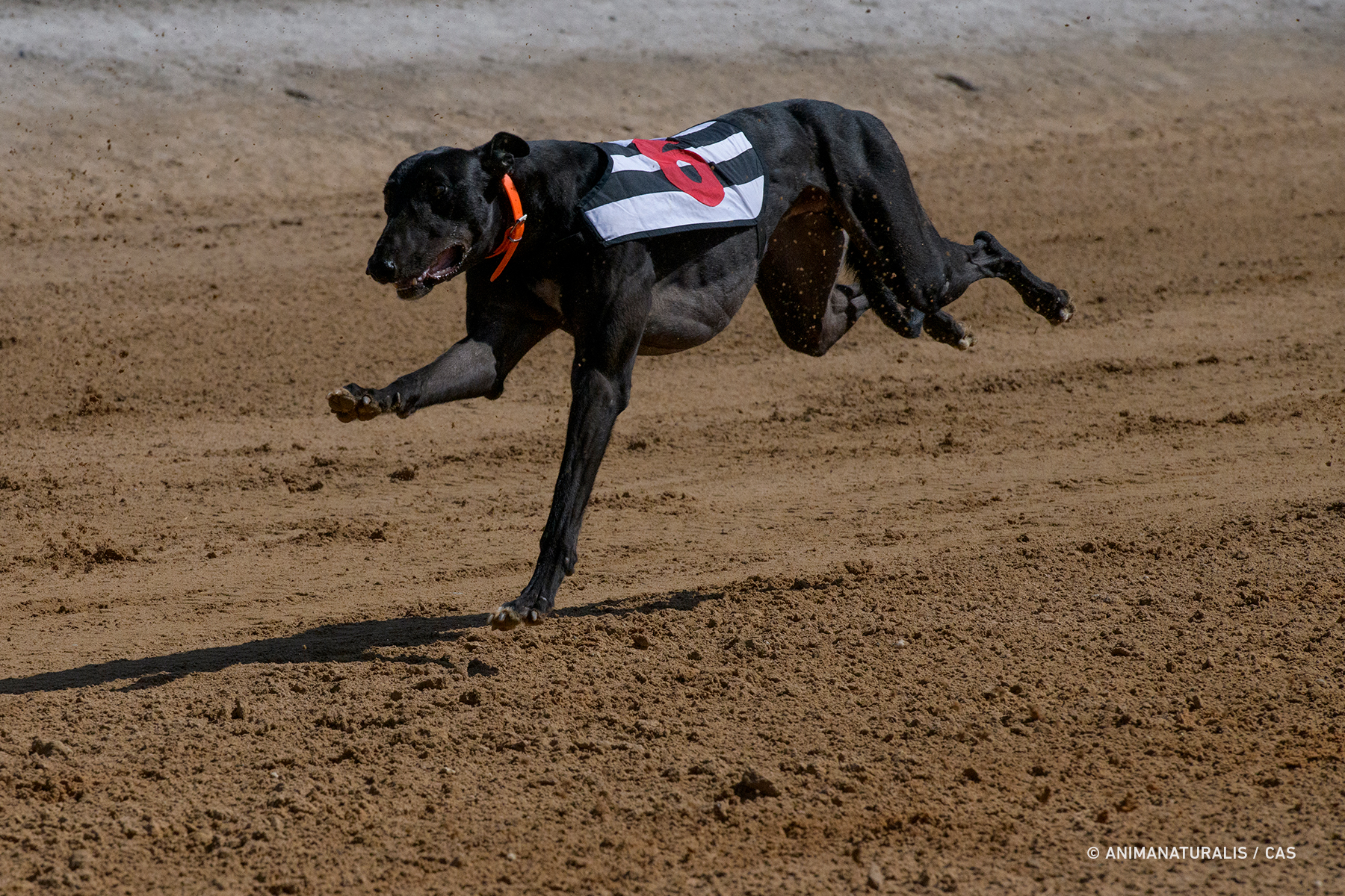 AnimaNaturalis y CAS International exigen mayor protección para los los galgos en el Día del Galgo