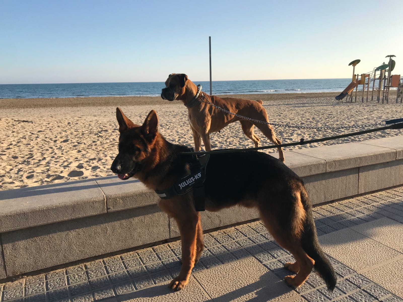 Benicàssim concluye la temporada de acceso de perros a las playas