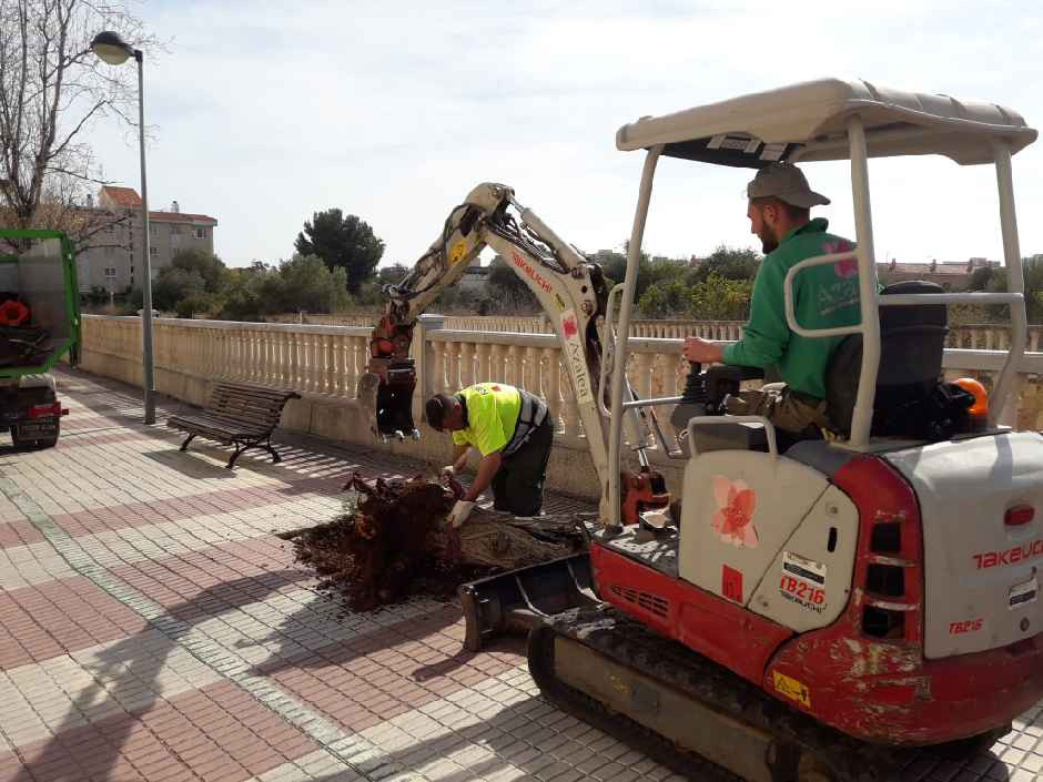 Benicàssim concluye la tercera fase de reposición de arbolado en espacios verdes urbanos