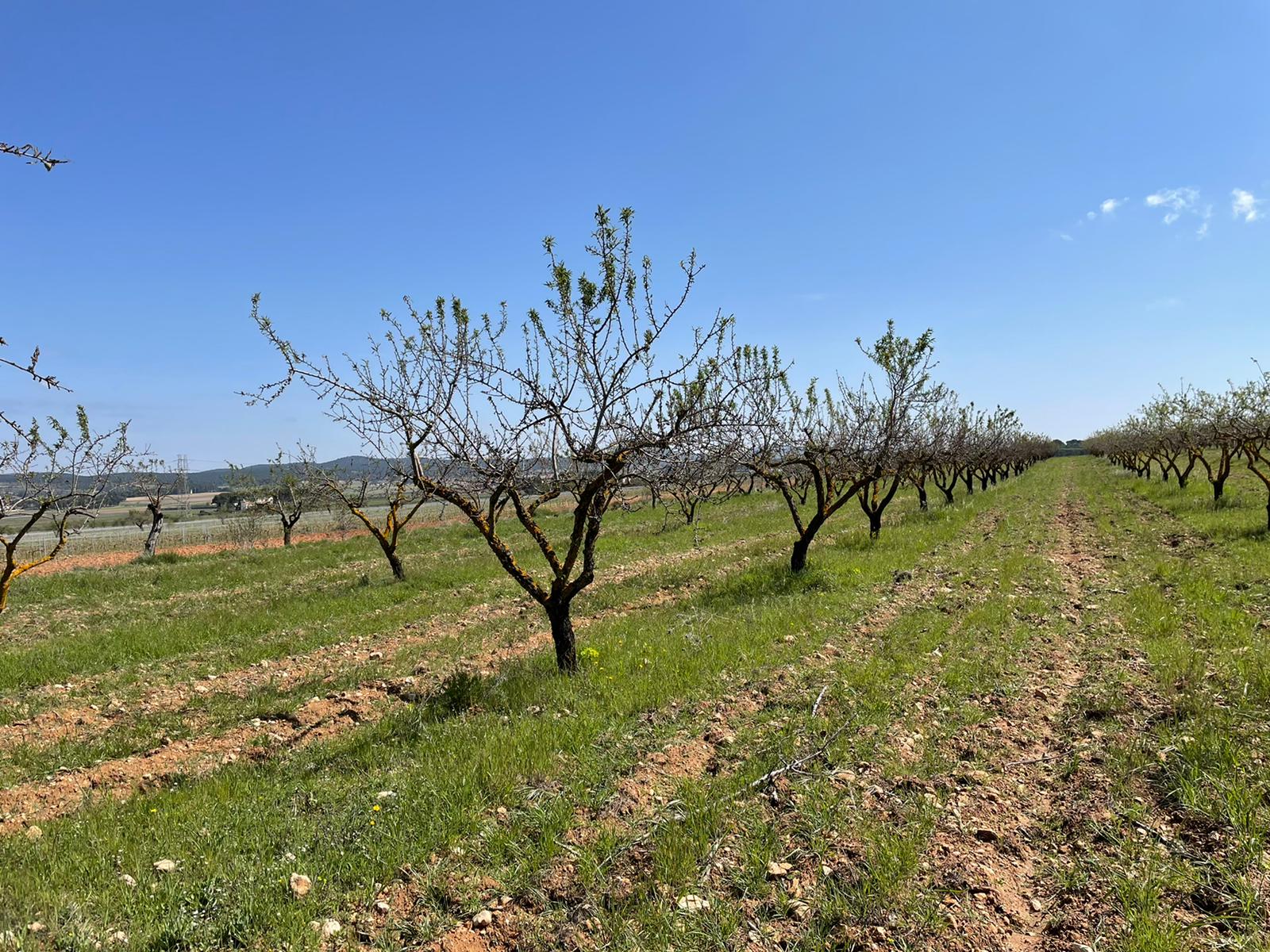 LA UNIÓ de Llauradors alerta de la situación catastrófica en el sector de la almendra con un descenso del 70% en la cosecha de esta campaña