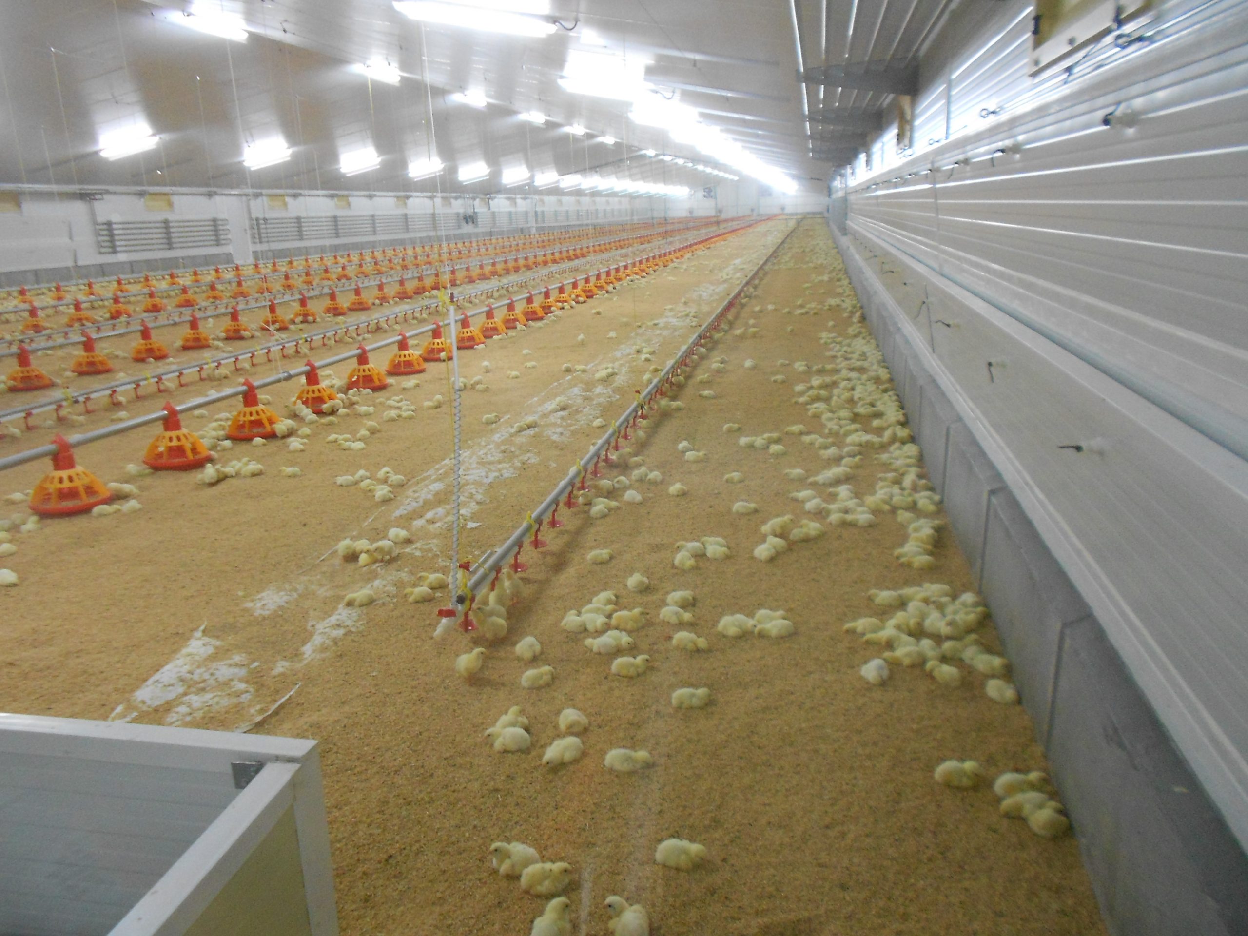 LA UNIÓ de Llauradors i Ramaders denuncia que el precio del pollo se dispara un 164% de la granja a los supermercados