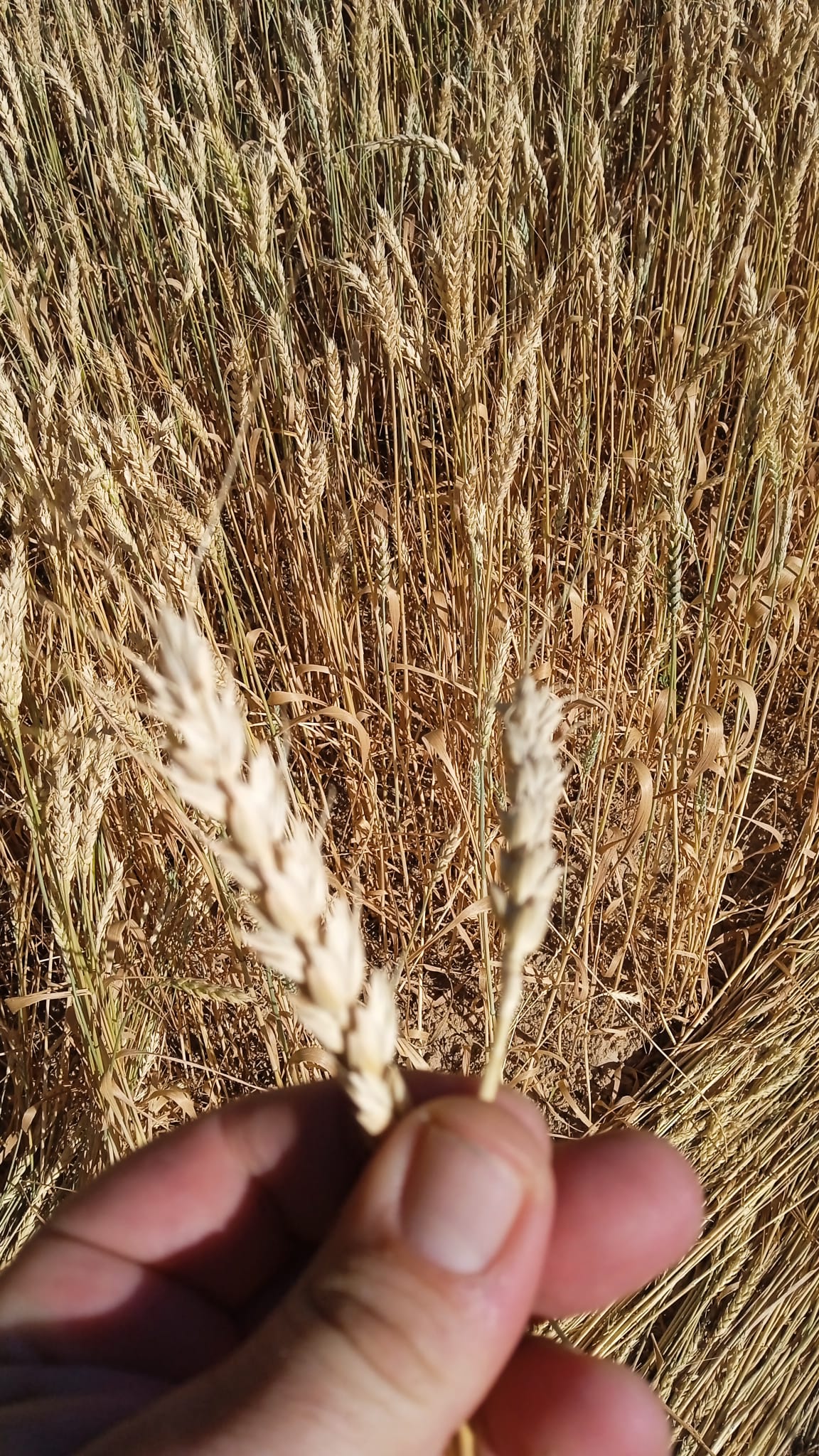 LA UNIÓ de Llauradors señala que las altas temperaturas de mayo provocan la pérdida de alrededor del 25% de la cosecha de cereales