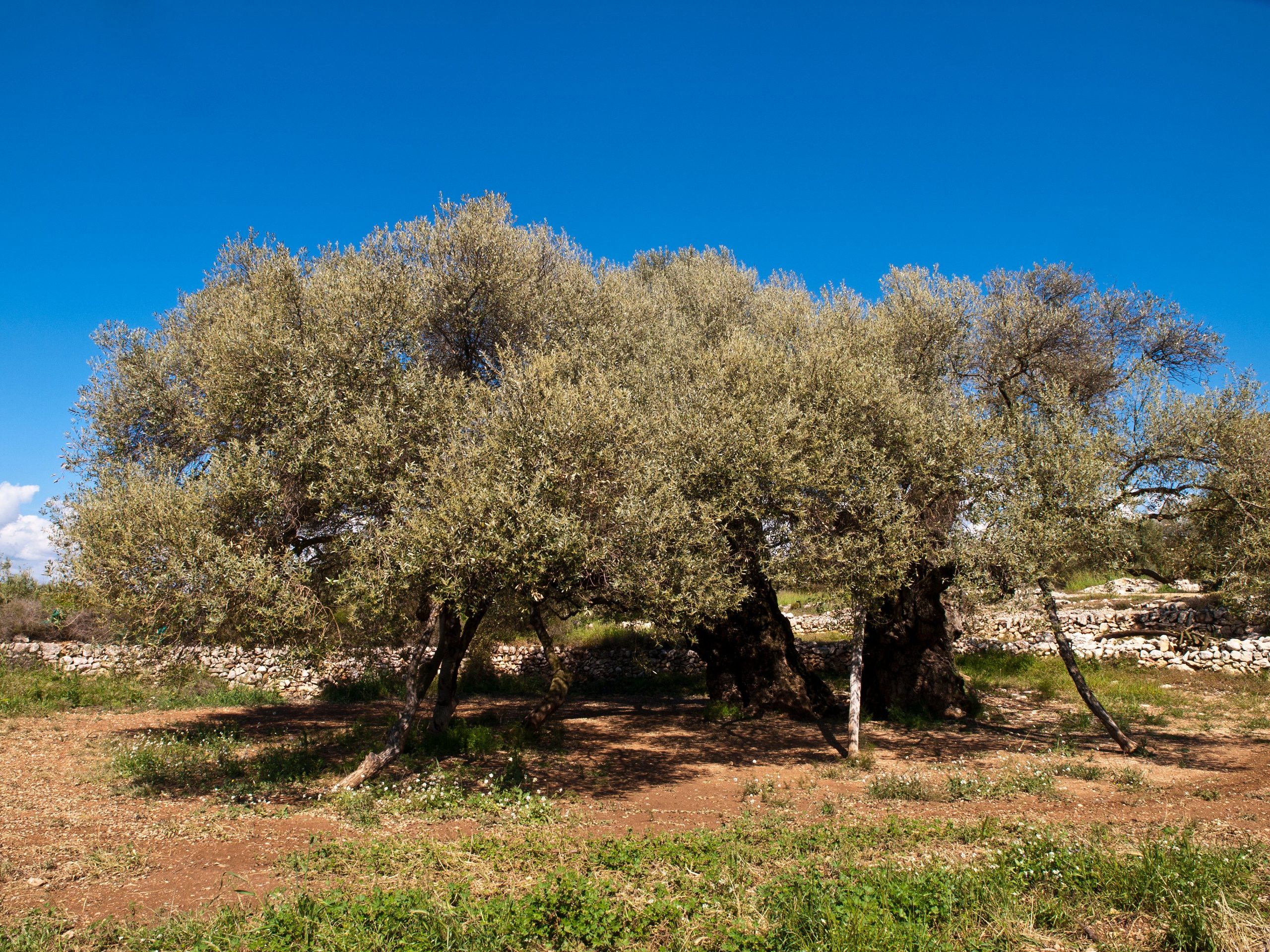 LA UNIÓ de Llauradors denuncia que la propuesta de ayudas al olivar tradicional del Ministerio de Agricultura es prácticamente inservible para la Comunitat Valenciana