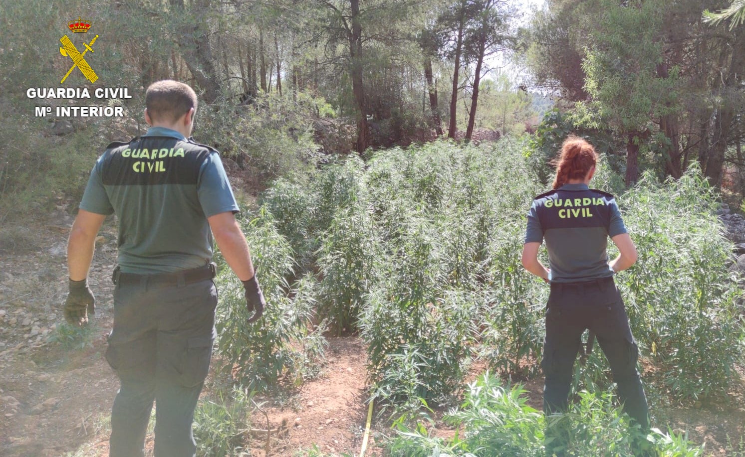 La Guardia Civil ha incautado más de 3.000 plantas de marihuana y ha descubierto un laboratorio de cultivo “indoor” en Vall d´Alba