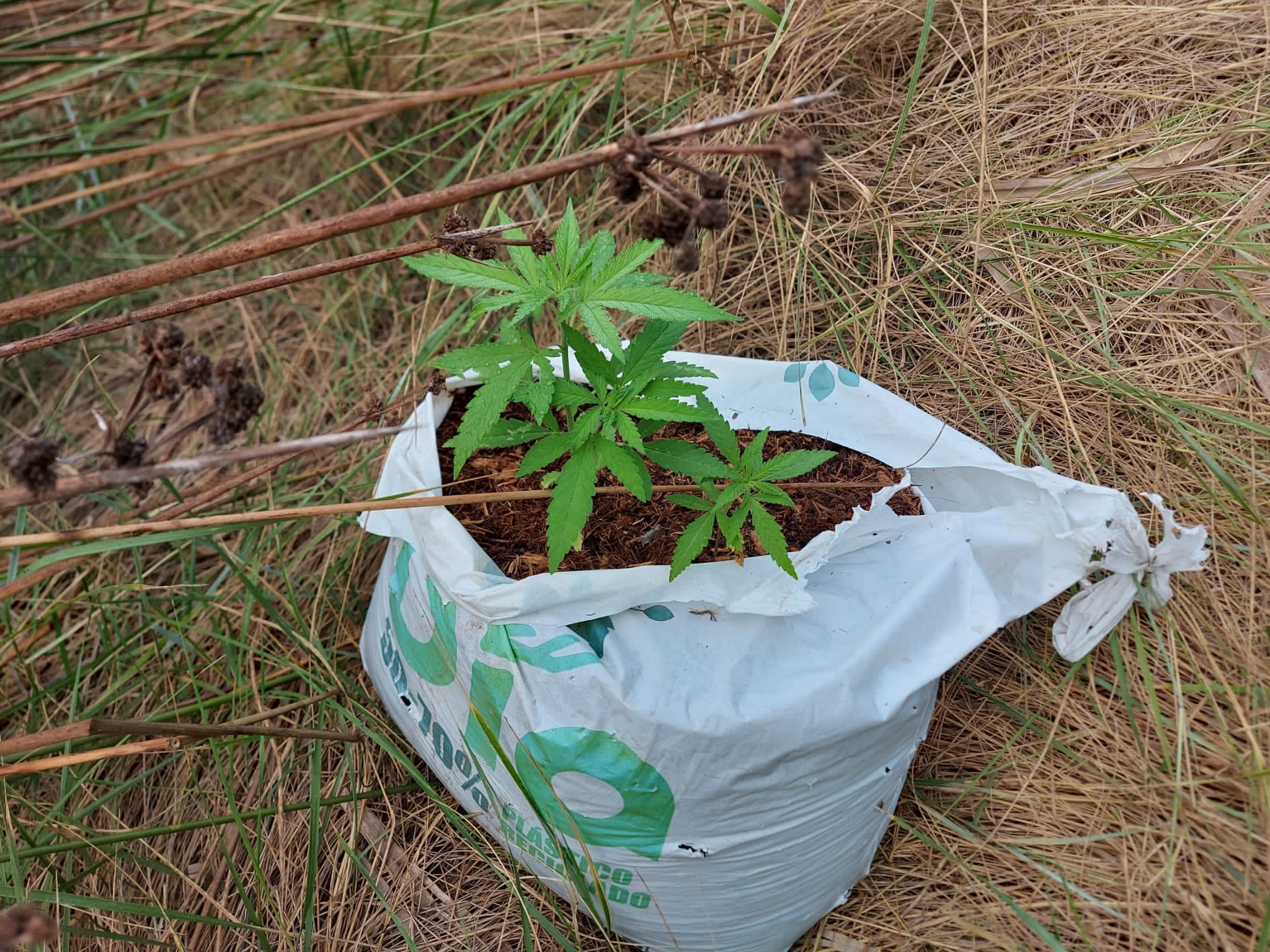 El servicio de Guardería Rural del Consorcio gestor del Paisaje Protegido de la Desembocadura del río Mijares retira una pequeña plantación ilegal de marihuana