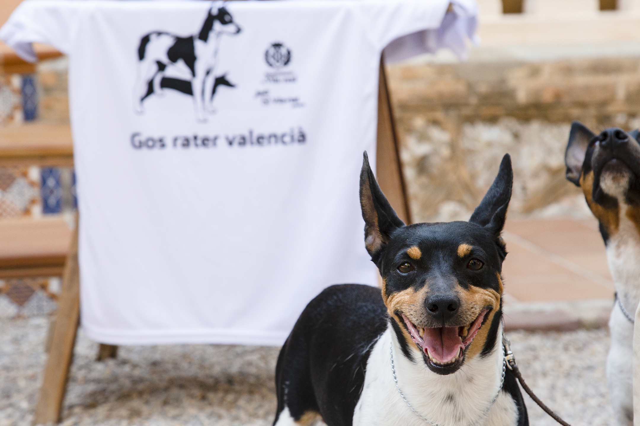 Vila-real distingue la labor para la defensa y pervivencia del perro ratonero valenciano con motivo de su reconocimiento como raza internacional