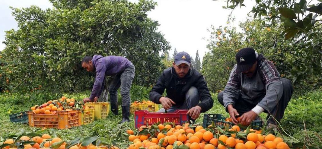 Soledad Montaner, responsable del sector agrari d’indústria de CCOO al País Valencià