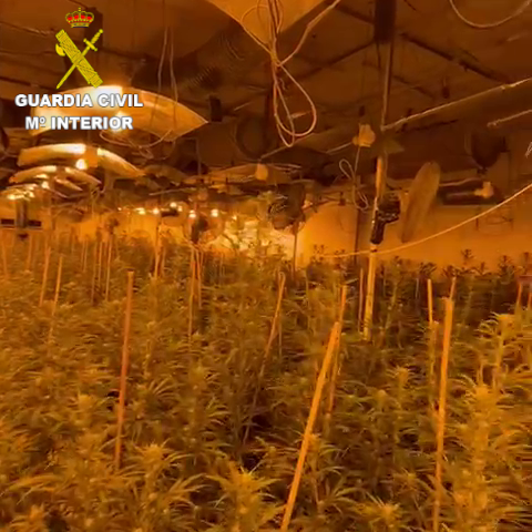 La Guàrdia Civil ha desarticulat una organització criminal dedicada al cultiu de marihuana a Oropesa i Cabanes