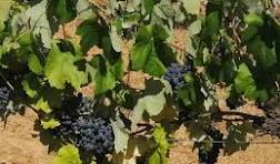 Agricultura convoca les ajudes a la collita en verd de les vinyes de vinificació per a l’any 2024