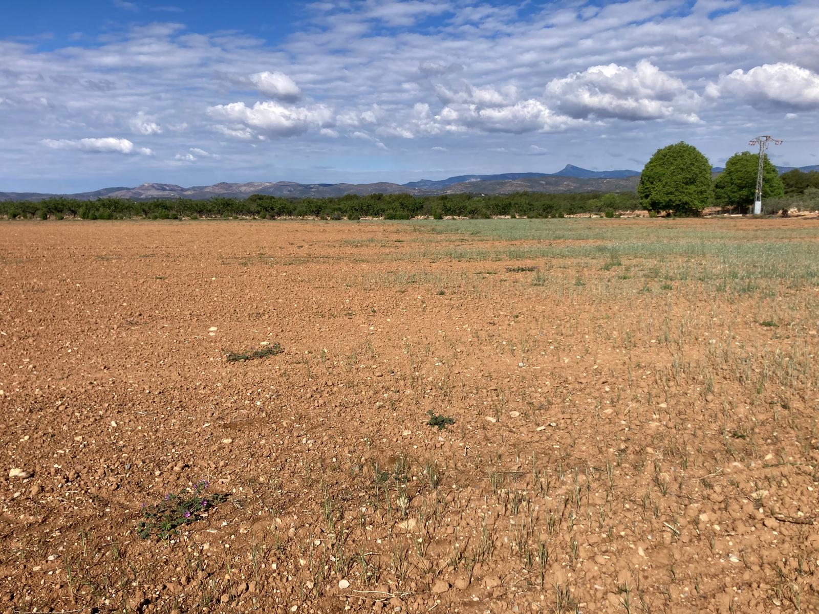 LA UNIÓ indica que la sequera asfixia econòmicament als productors de cereals i ramaders de la Comunitat Valenciana