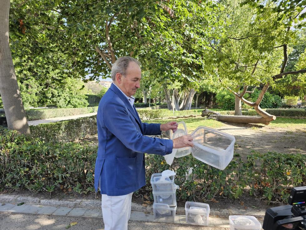 Agricultura reduirà la presència del mosquit tigre a València amb l’alliberament de 1,3 milions de mascles estèrils als Jardins de Vivers