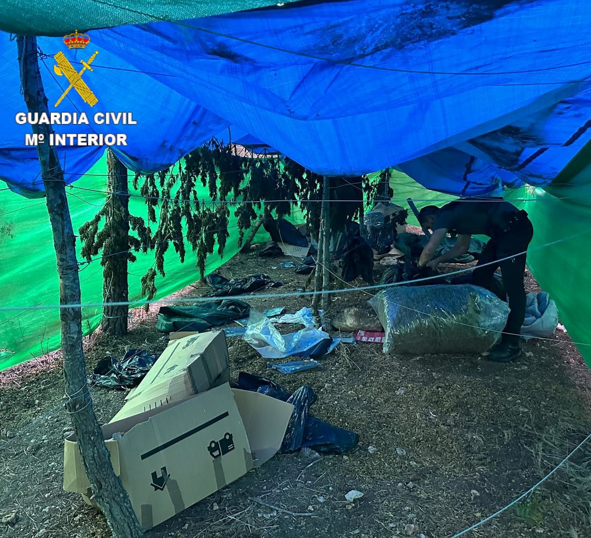 La Guàrdia Civil desmantella un punt de cultiu marihuana a Alcalá de Xivert
