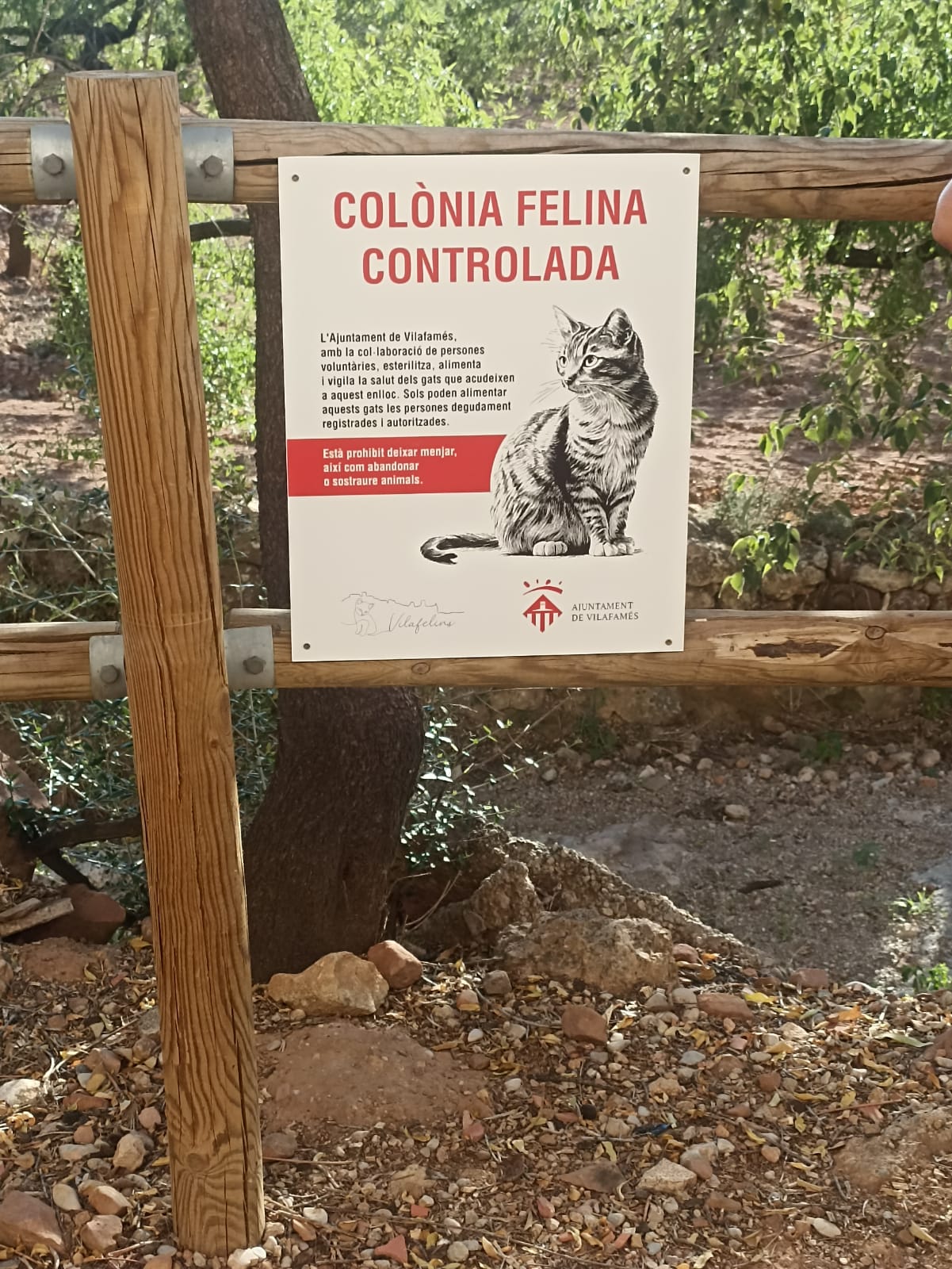 Vilafamés creix en el control de les colònies felines