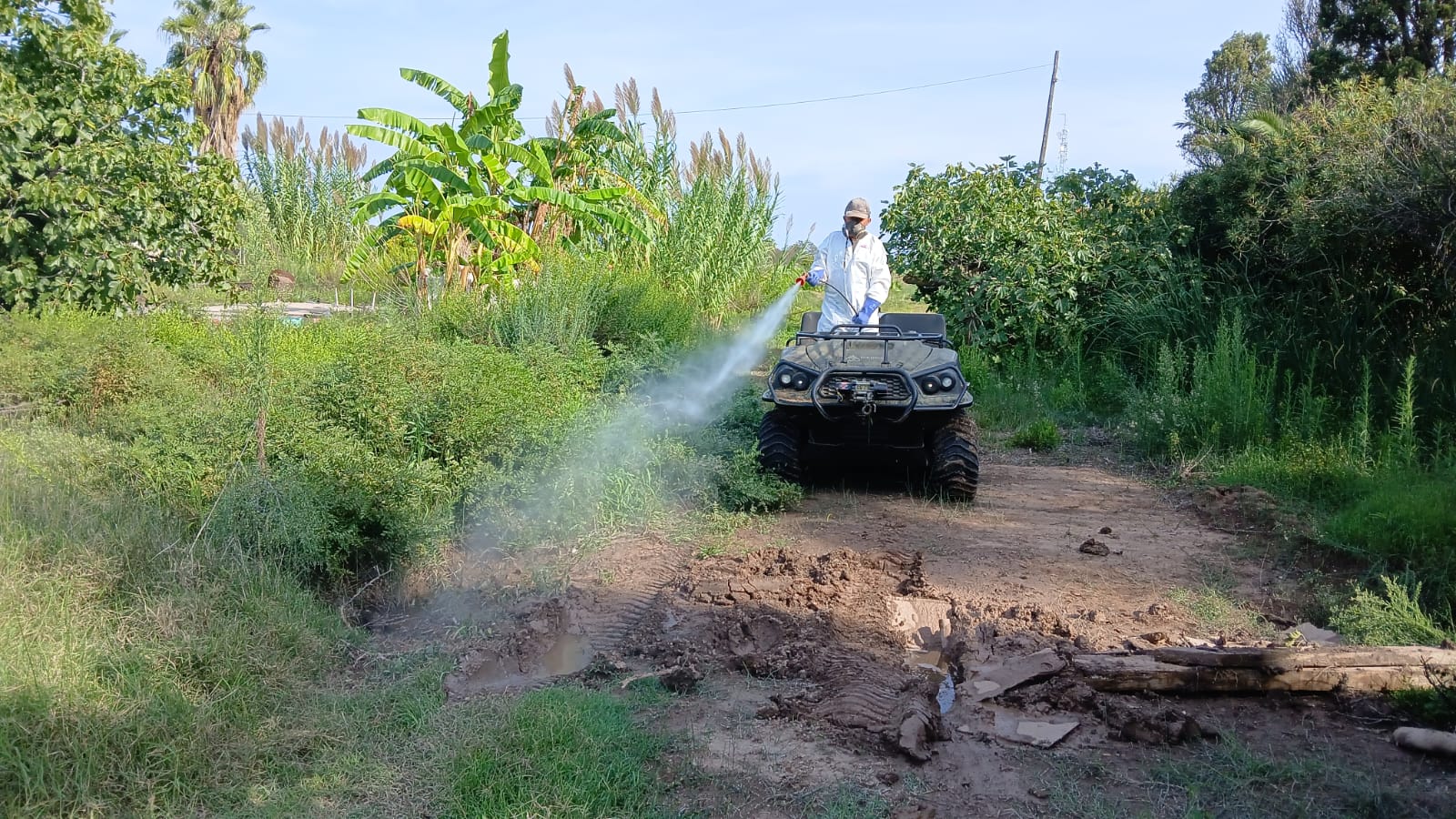 Almassora reforça els tractaments contra els mosquits i paneroles