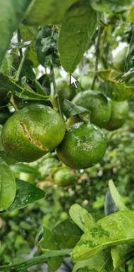 LA UNIÓ informa que la DANA causa danys importants en l’agricultura de la Ribera Alta i Utiel-Requena, encara que en general les pluges són positives per al camp