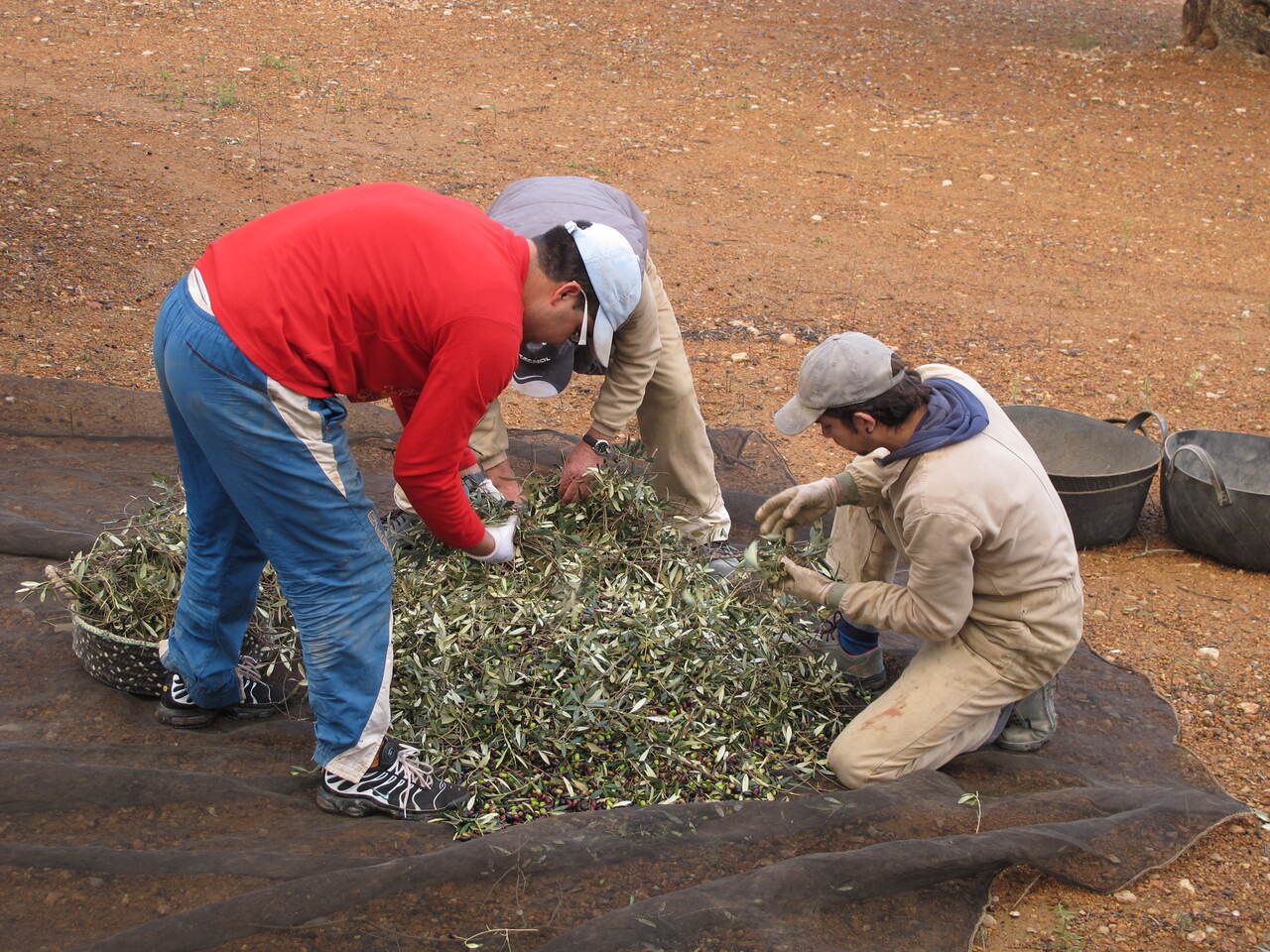 LA UNIÓ denuncia que des de 2021 no hi ha ajudes per a incorporació de joves en la Comunitat Valenciana malgrat l’envelliment de la població agrària