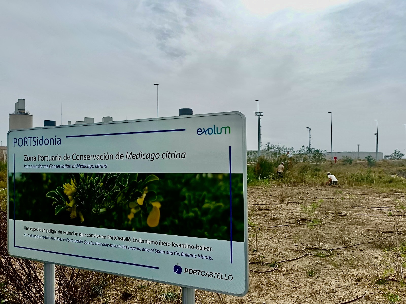 PortCastelló reforça el seu compromís amb la protecció de la biodiversitat amb el projecte PortSidonia