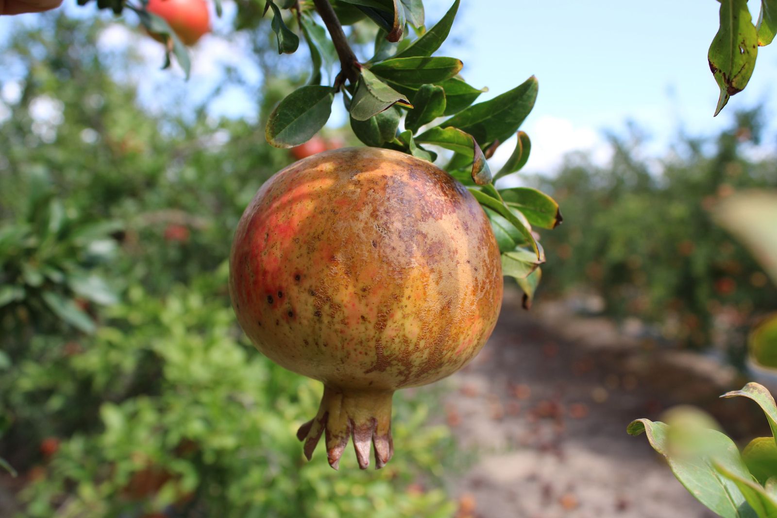 LA UNIÓ denuncia que el trips sud-africà provoca danys ja en la meitat de la collita de magrana i unes pèrdues superiors als 15 milions d’euros