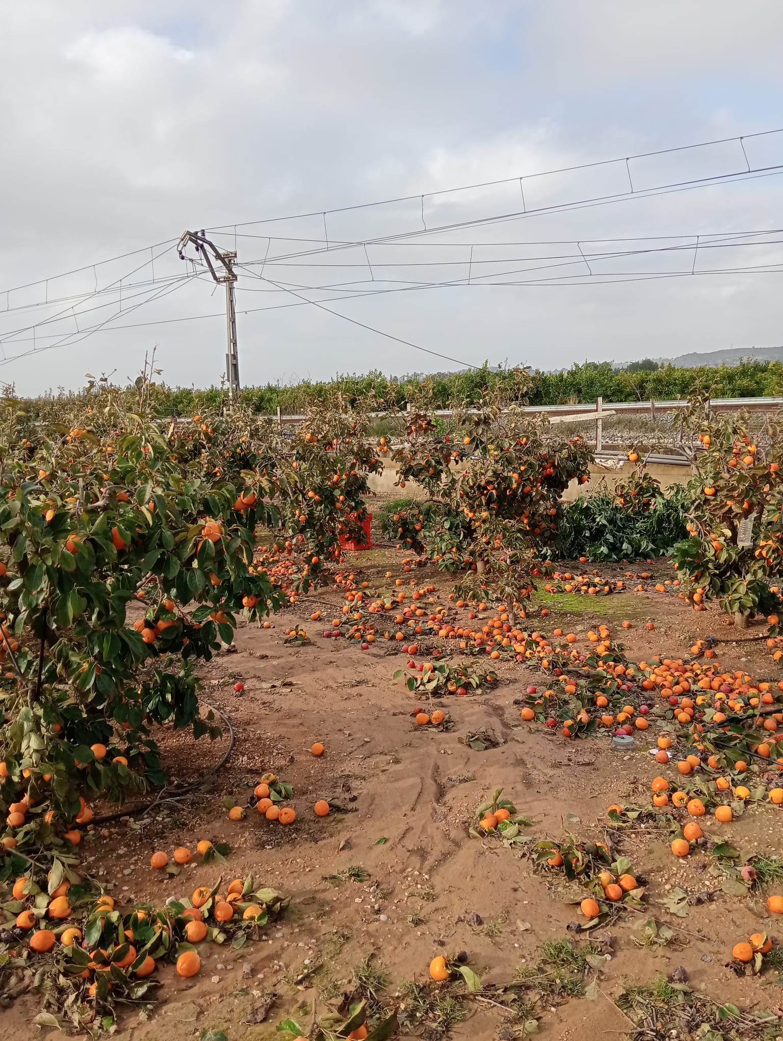 LA UNIÓ reclama a la Generalitat un paquet d’ajudes i mesures suficient que complemente al del Govern per a recuperar el teixit agrari afectat per la DANA