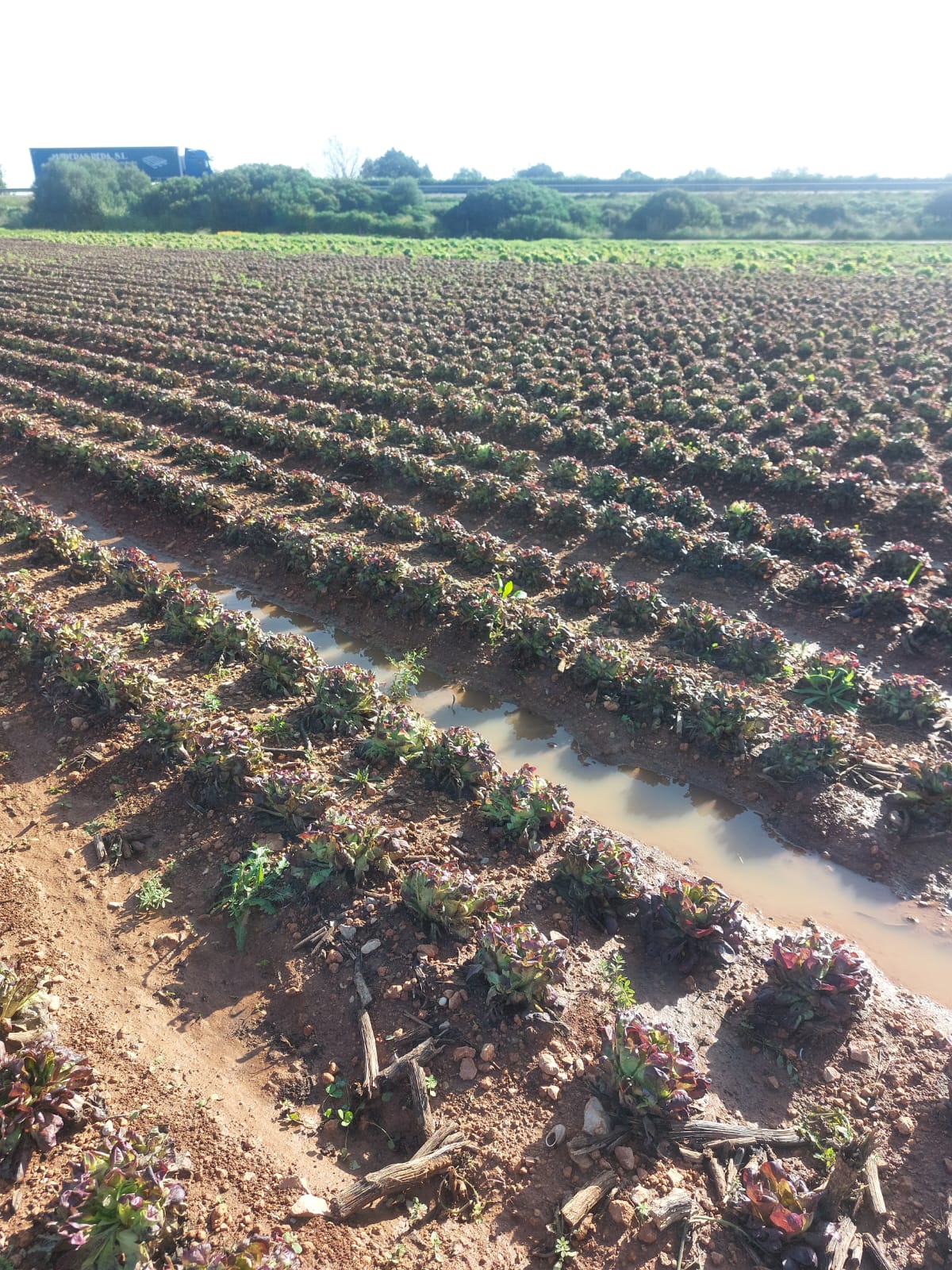 LA UNIÓ assenyala que la nova DANA deixa pèrdues al Baix Maestrat per impacte directe en els cultius pròximes als 12 milions d’euros