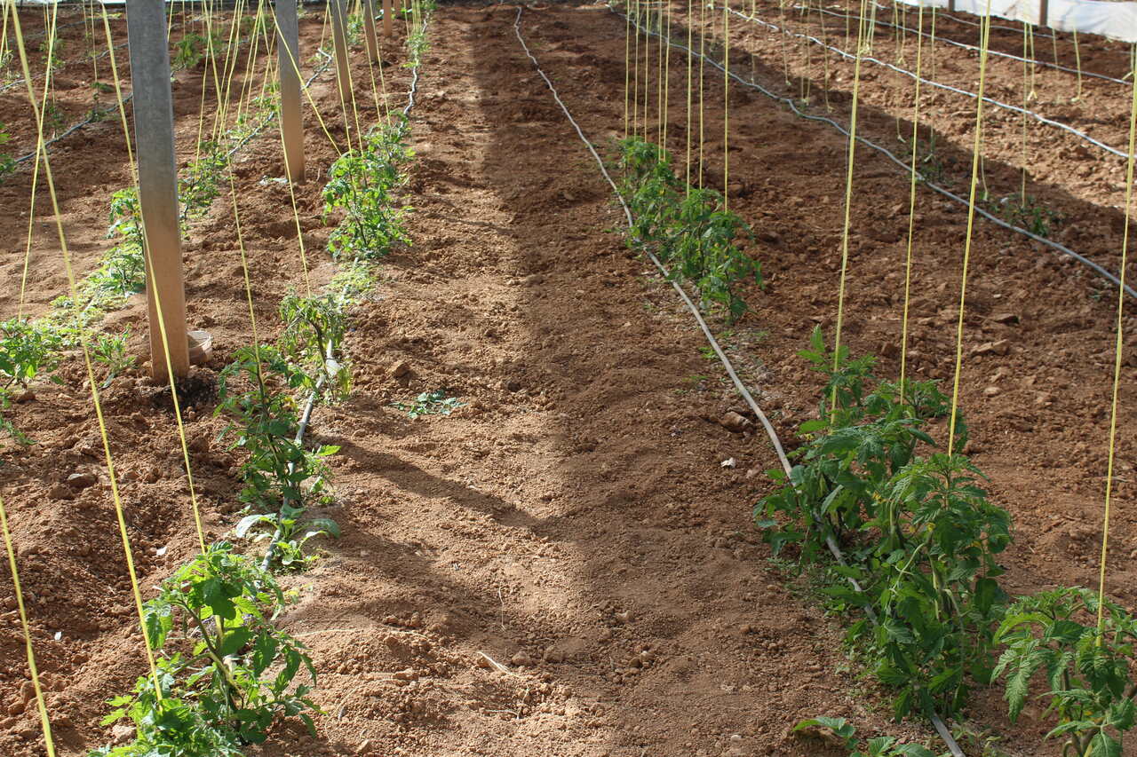 LA UNIÓ demana a la Conselleria d’Agricultura mesures urgents per a frenar l’afecció de la plaga importada de la Tuta absoluta en la tomaca