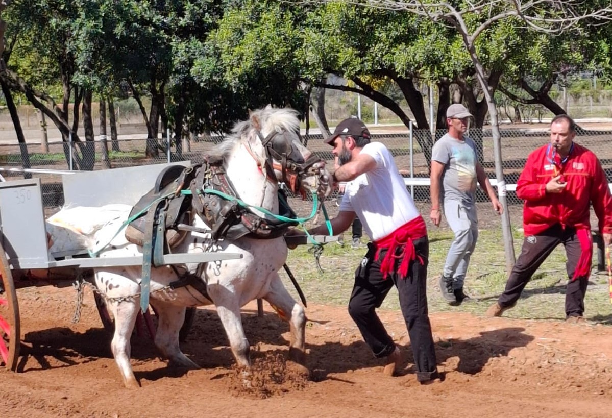 Concurs de Tir i arrossegament Ciutat de Vila-real