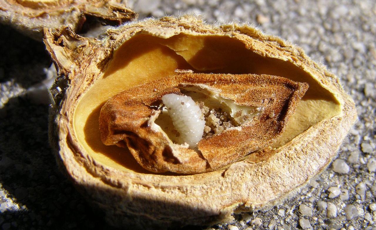 LA UNIÓ reclama a Conselleria d’Agricultura el repartiment gratuït de producte fitosanitari per al control de la vespeta que afecta greument el cultiu de l’ametler